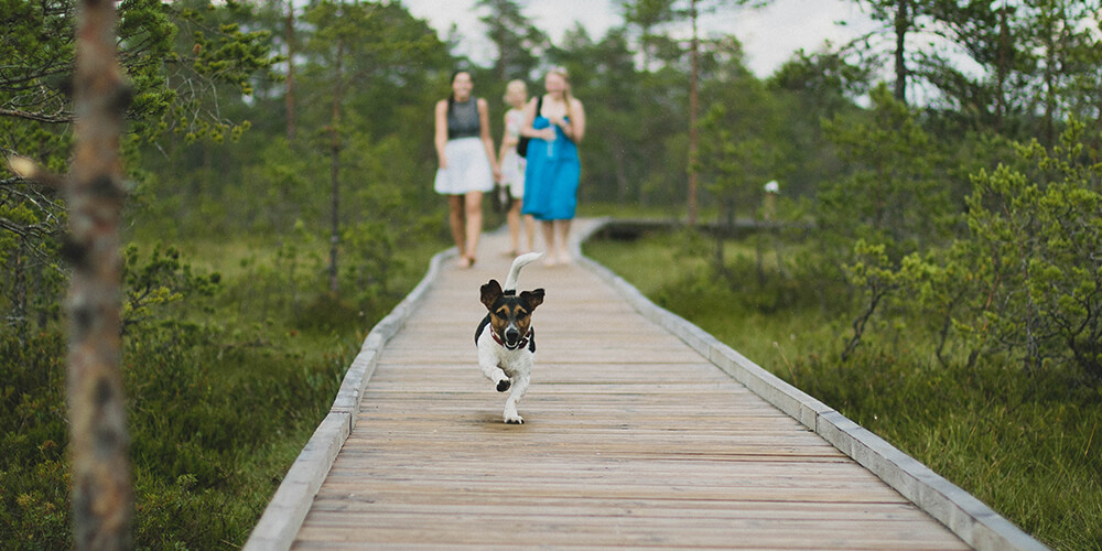 Booking banner background